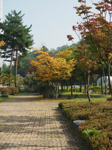 韩国中部的枫树