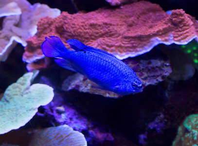 鱼蛹蓝色。 这条鱼将装饰任何水族馆，增加一个明亮的蓝色整体外观。