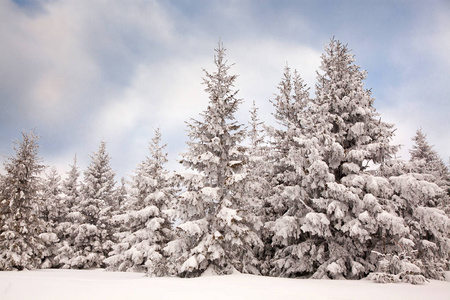 冬天的雪背景覆盖了山上的冷杉树