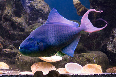 蓝刺激鱼。 它有蓝色和红色牙齿的嘴。 尾巴就像一个有尖头的双管叉。