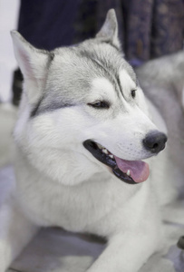 s Dog. Siberian huskies come from the vast snowy expanses of Sib