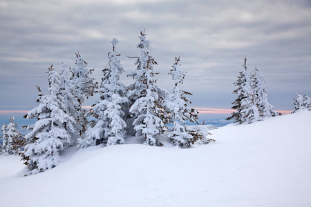 冬天的雪背景覆盖了山上的冷杉树