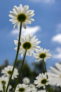 白色花瓣黄色中心的野花在蓝天上盛开