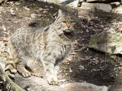 欧洲野猫费利斯西维斯特里斯在附近观看