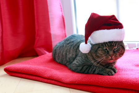 冬天, 一只戴着圣诞老人帽子的灰猫坐在家里靠窗