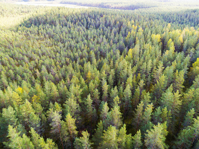 s eye trees. Aerial top view forest. Texture of forest view from