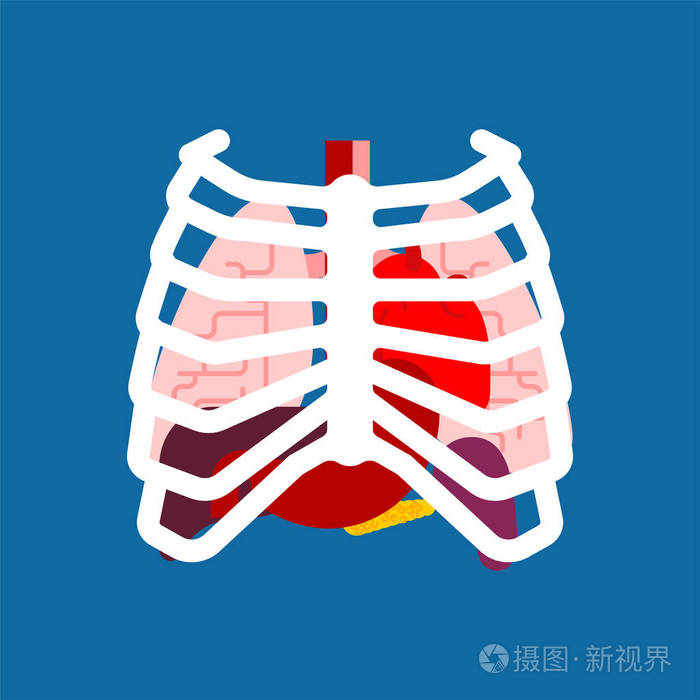 肋骨和内脏人体解剖学人体和器官的系统医疗系统肺和心脏肝脏和胃向量