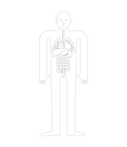 人体解剖器官模板。 人体和器官的系统。 医疗系统。 向量说明