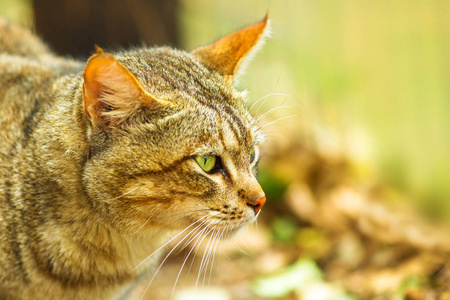 非洲野生猫图片