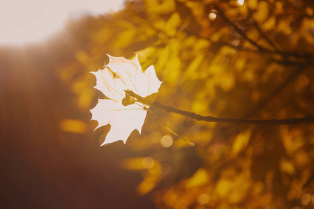 美丽的秋叶。 金色的秋天。 选择性聚焦