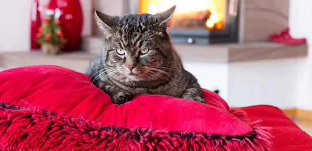 灰色的猫躺在红色的枕头上, 靠近壁炉, 带着火焰
