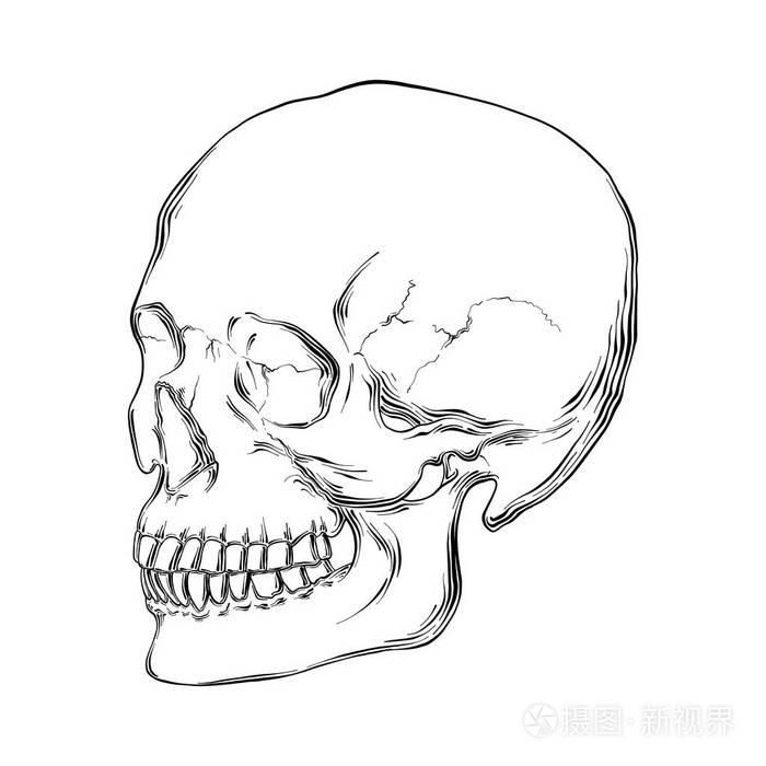 矢量雕刻风格插图海报装饰和印刷手绘人颅骨在白色背景上分离的黑色