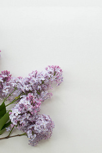 淡紫色的白色春天的花束，清新的白色花园，灰色的纹理背景