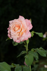 在一朵浅粉色玫瑰上解冻