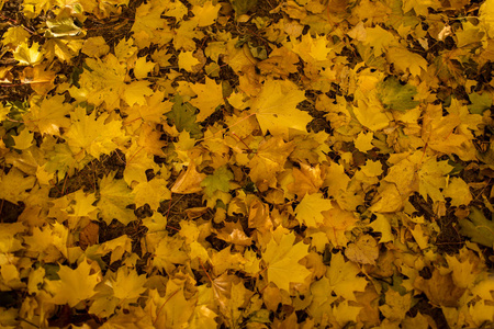 黄色和橙色秋叶背景