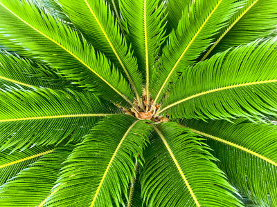 热带棕榈叶的绿色背景