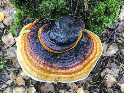 野生森林蘑菇寄生虫, 生长在树上