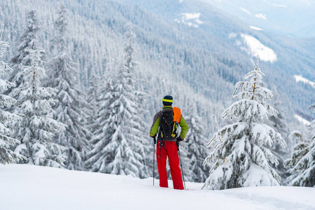 冒险家站在覆盖着雪的巨大松树上，欣赏着他面前那令人敬畏的树林山。 史诗般的冬天在山上旅行。 后景。