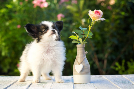 小狗和玫瑰花瓶