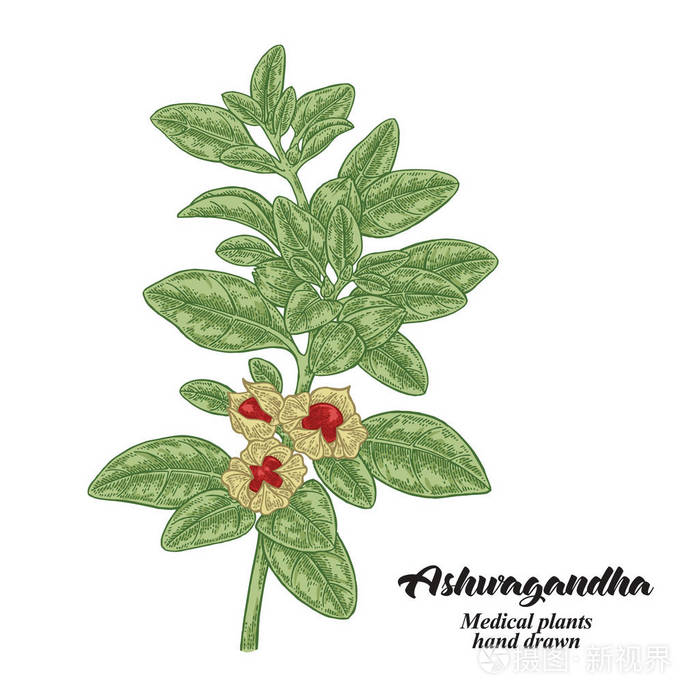 药用植物. 矢量彩色插图.