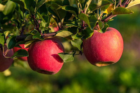 在他们的自然环境中生长在树上的甜红多汁的苹果。