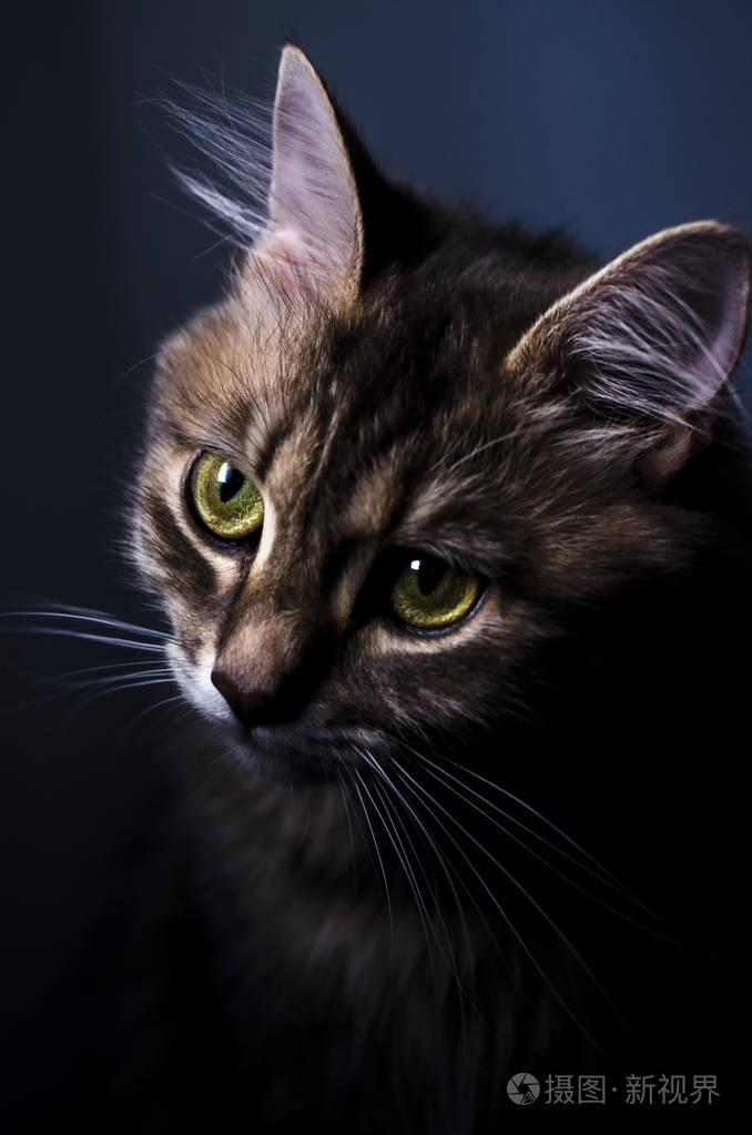 可爱的灰色猫大眼睛黑色背景