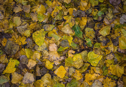 秋天落叶的抽象背景和你的设计