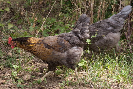 在德国南部五月的一个阳光明媚的日子里，你会看到穿着黑色棕色和灰色的鸡在绿草和灌木丛后面跑来跑去