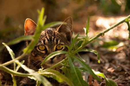夏天在草坪上的小猫