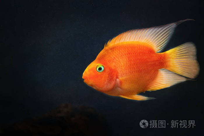 黄色,橙色金鱼锦鲤鱼在暗水中.自由空间进入广告文字