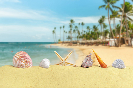 贝壳和星星在清澈的沙滩上与配件