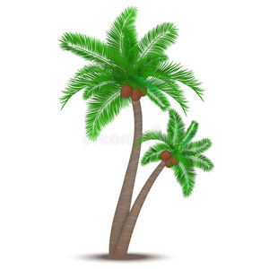 椰子热带棕榈树