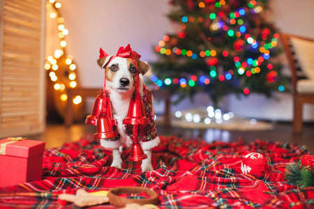 一棵圣诞树下的狗
