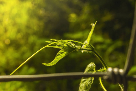 植物生长的阳光背景模糊