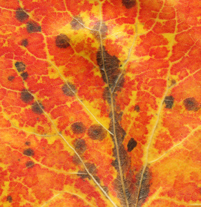 秋叶的多彩质感..秋叶纹理背景..红叶纹理