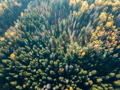 秋天农村地区的鸟瞰与黄色和绿色的树木在森林拉脱维亚。