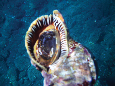 以海底蜗牛为背景