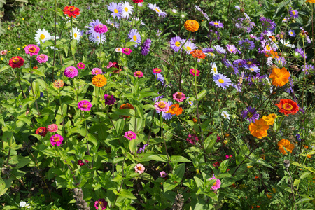 在八月靠近斯图加特和慕尼黑的晴天，在德国南部的乡村看五颜六色的花朵