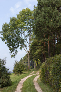9月，在斯图加特市附近的农村，秋天，德国南部的树木和树叶与秋天的五颜六色的植物景观
