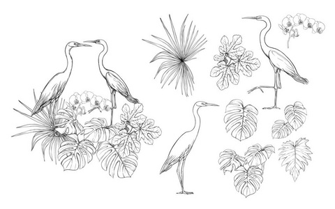 一套设计元素与热带植物棕榈叶怪物，兰花和白鹭鸟。 图形绘图雕刻风格。 矢量插图