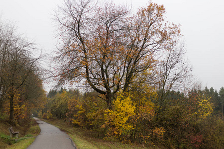 德国南部乡村多雾的秋树和树叶，绿绿的草坪，靠近慕尼黑和斯图加特市的伊尼丹夏色