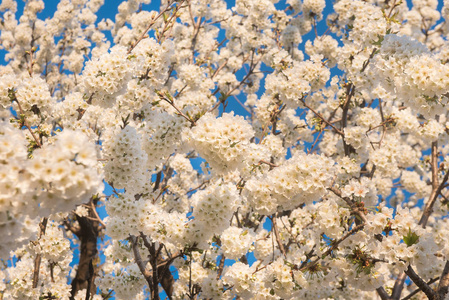 春花映蓝天.