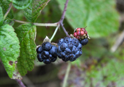 在灌木丛中，浆果是生长在野生动物中的黑莓