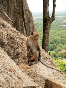 猴子坐在石头上