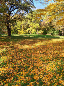 秋天的叶子在公园索菲耶夫卡