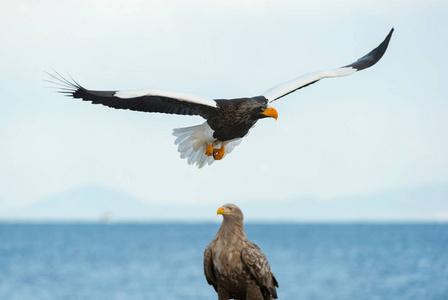 s sea eagles in flight. Scientific name Haliaeetus pelagicus. B