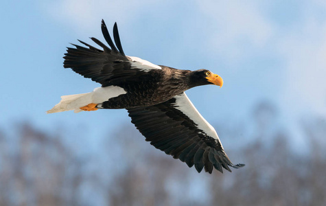 s sea eagle in flight. Scientific name Haliaeetus pelagicus. Bl