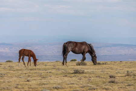 一匹野马和她可爱的小马驹在科罗拉多州的高沙漠夏季