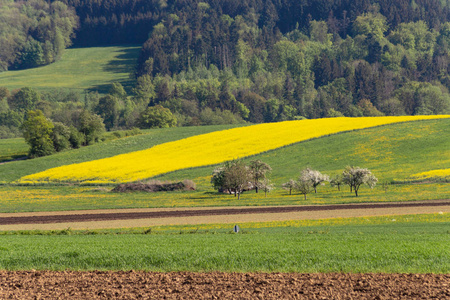 德国南部的油菜田和农田景观
