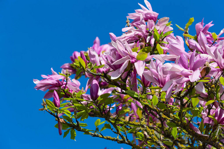 玉兰花叶在美丽的蓝天上绽放，春天阳光明媚，快乐的假期，南德农村